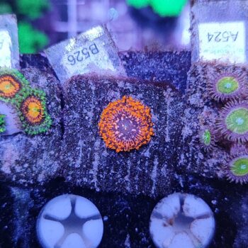 Zoanthus B526