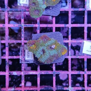 Acanthastrea echinata A535