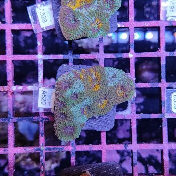 Acanthastrea echinata A520