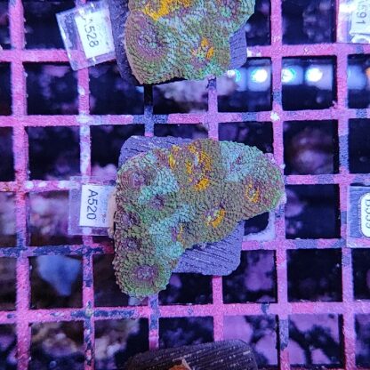 Acanthastrea echinata A520