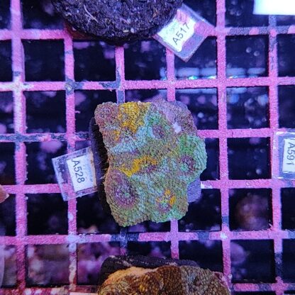 Acanthastrea echinata A528