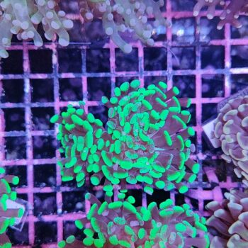 Euphyllia paraancora A536