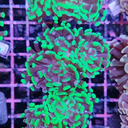 Euphyllia paraancora A525