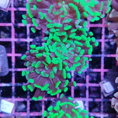 Euphyllia paraancora A573