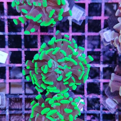 Euphyllia paraancora B571