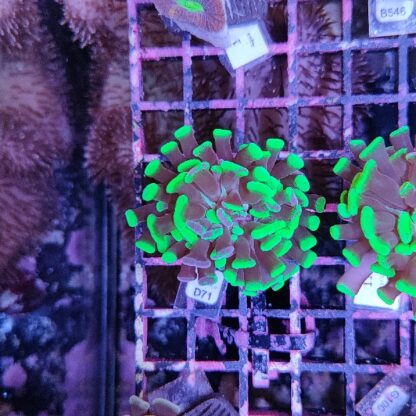 Euphyllia paraancora D71