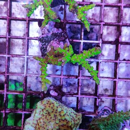 Anacropora 13