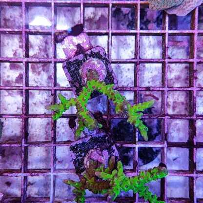 Anacropora 7