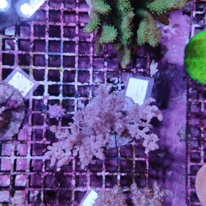 Lemnalia M36 (30692)
