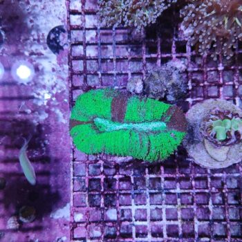 Lobophyllia G93 (41479)