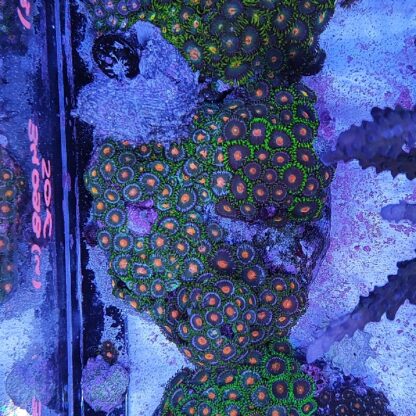 Zoanthus 4 (34098)