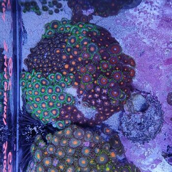 Zoanthus A2 (34404)