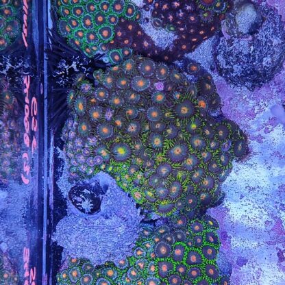 Zoanthus 3 (34098)