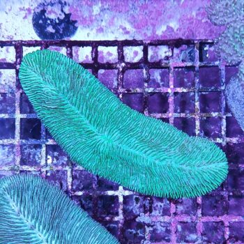 Herpolitha limax 1 (30239)
