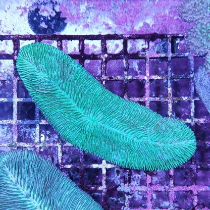 Herpolitha limax 1 (30239)