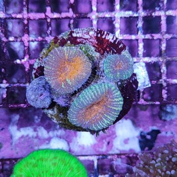 Lobophyllia F10 (37936)