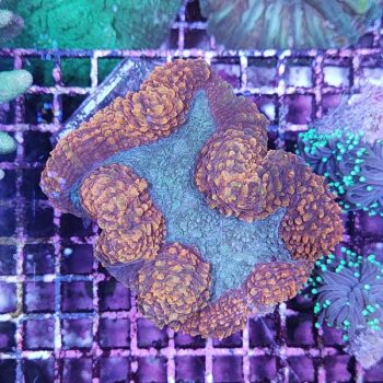 Lobophyllia B558 (37708)