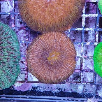 Fungia orange 1 (46946)