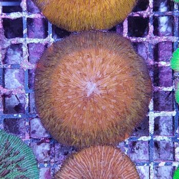 Fungia orange 2 (46946)