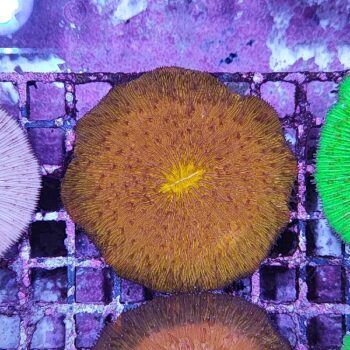 Fungia orange 3 (46946)