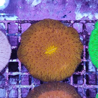 Fungia orange 3 (46946)