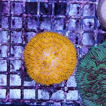 Fungia orange 1 (30249)