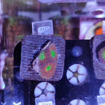Acanthastrea echinata D13