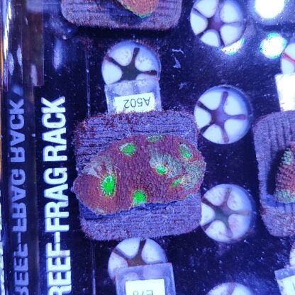 Acanthastrea echinata A502