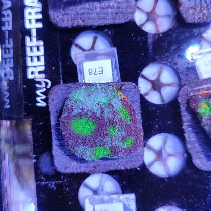 Acanthastrea echinata E78