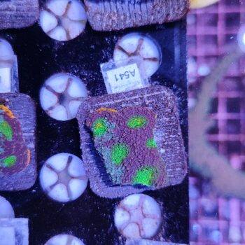 Acanthastrea echinata A541