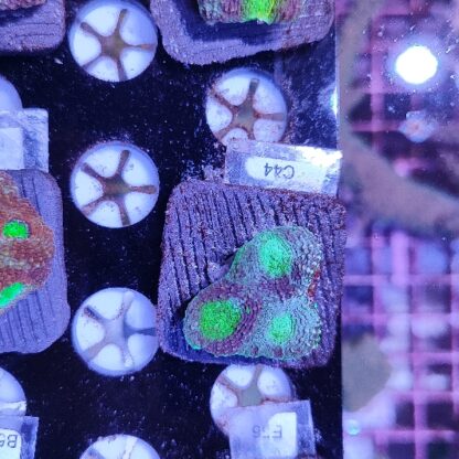 Acanthastrea echinata C44