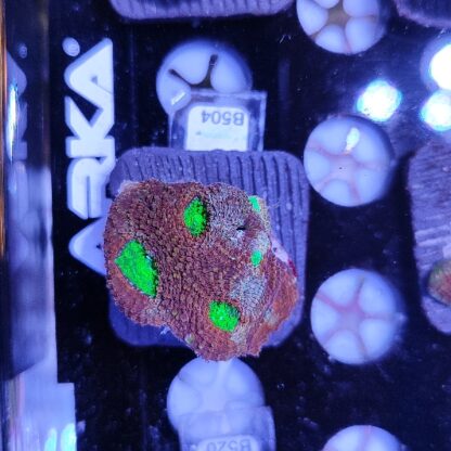 Acanthastrea echinata B504