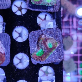 Acanthastrea echinata E56