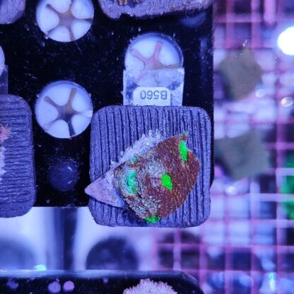 Acanthastrea echinata B560