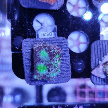 Acanthastrea echinata B520
