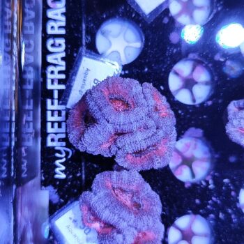 Acanthastrea 52