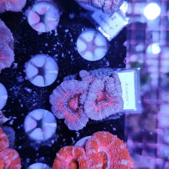 Acanthastrea 57
