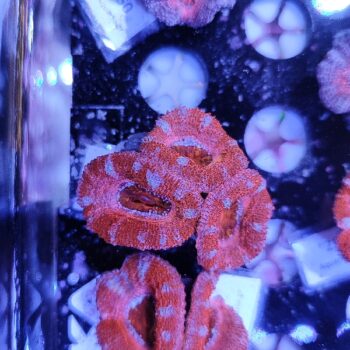 Acanthastrea 48