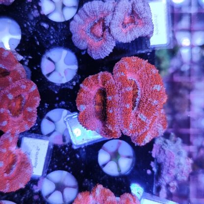 Acanthastrea 20