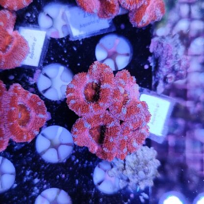 Acanthastrea 44