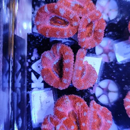 Acanthastrea 12