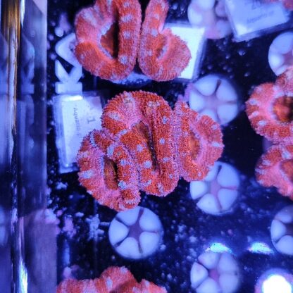 Acanthastrea 1