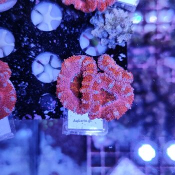 Acanthastrea 54