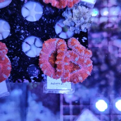 Acanthastrea 54