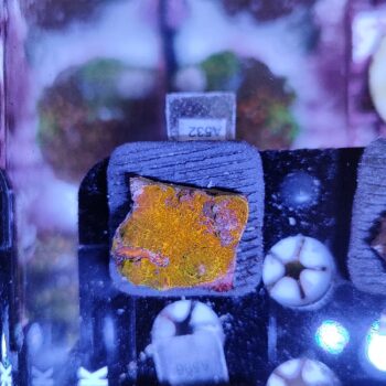 Echinophyllia gold A532