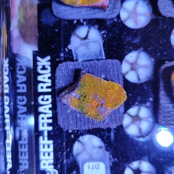 Echinophyllia gold A596
