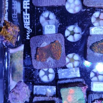 Montipora D71