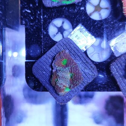 Acanthastrea echinata A544