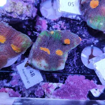 Mycedium 48