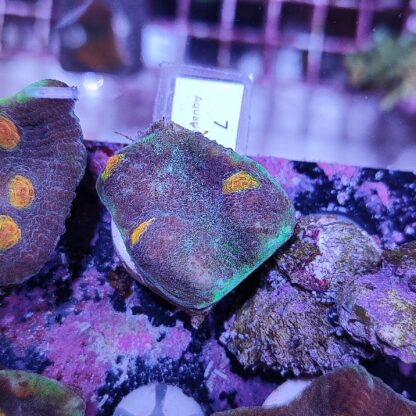 Mycedium 7
